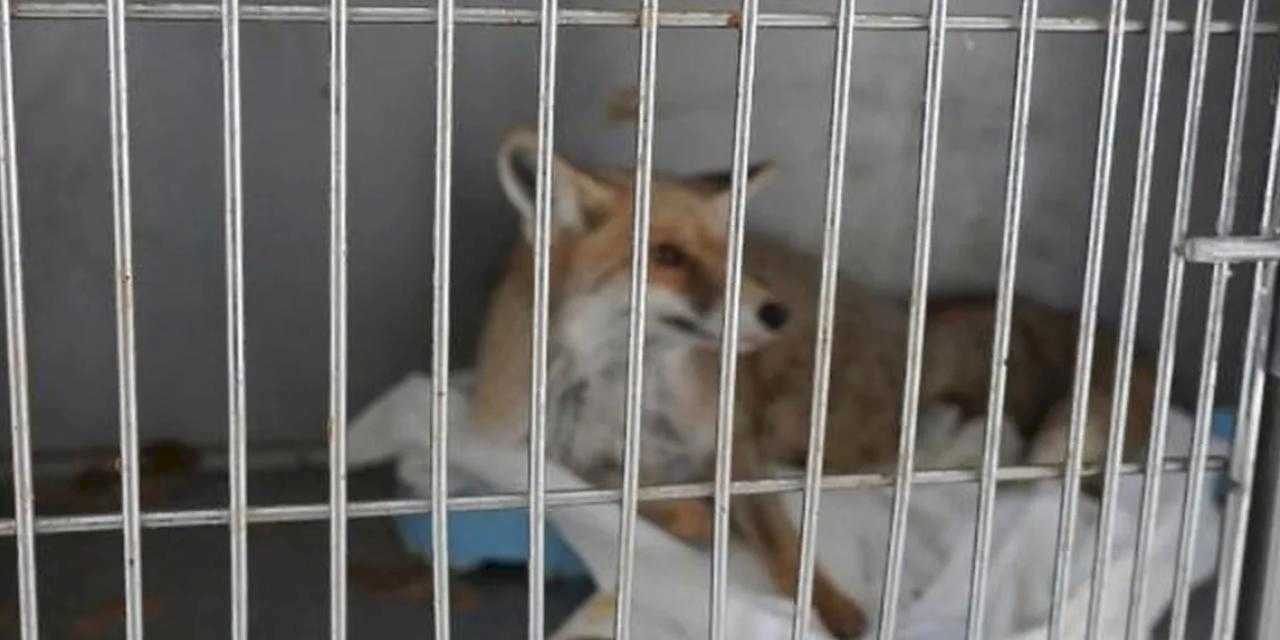 Adıyaman’da yaralı tilki doğaya kavuştu