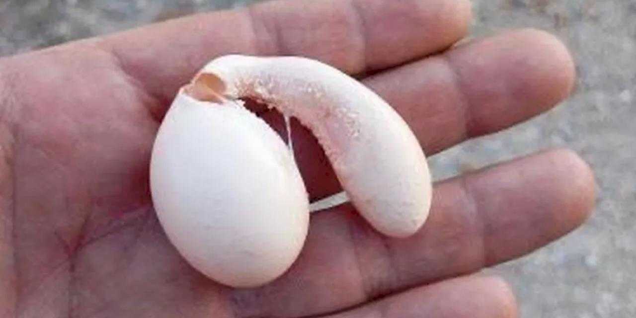 Adıyaman’da tavuğun yumurtası şaşırttı!