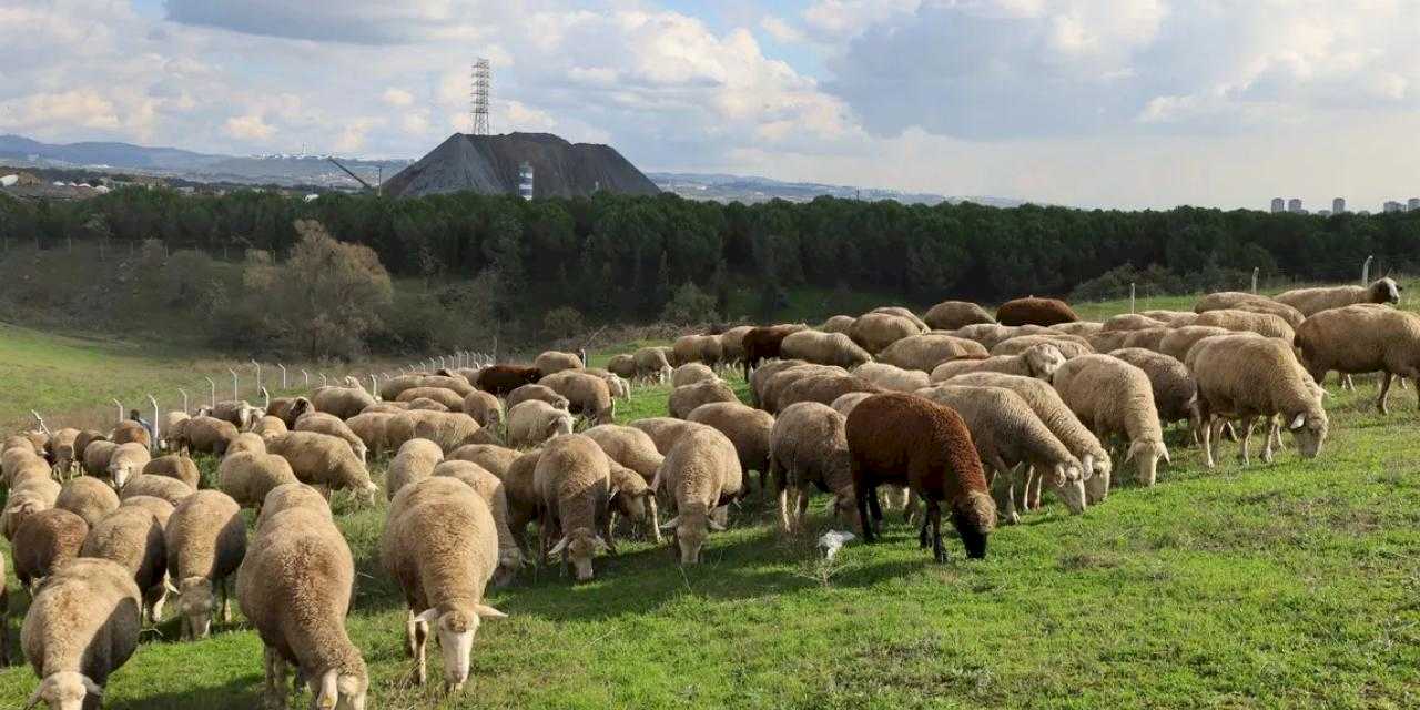 Kocaeli'de damızlık koç desteğiyle kuzulama oranları artıyor... Sürüler güçlendi, verim arttı