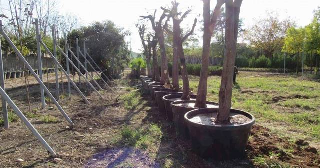 Adana'da kavşak çalışmalarında ağaçlara hassas dokunuş