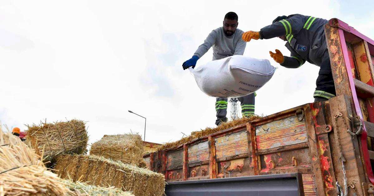 Manda Yetiştiricilerine Ücretsiz Kaba Yem Desteği