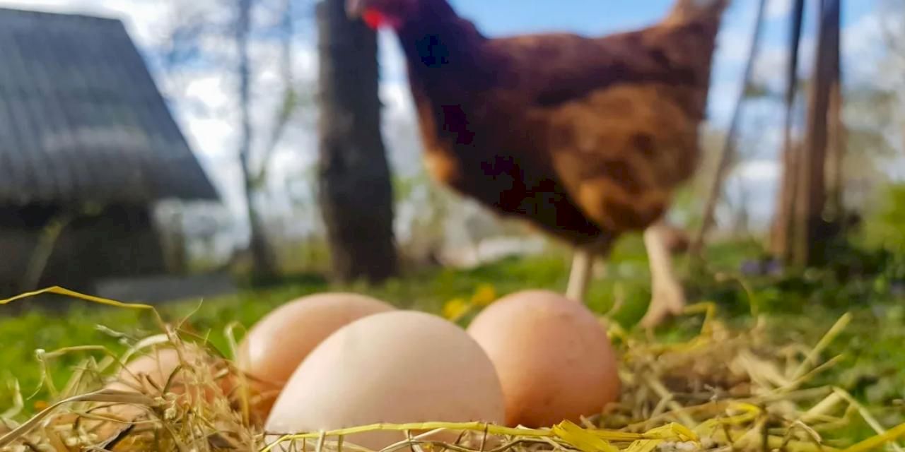 Tavuk Eti 247 bin tonu aştı! Yumurtada düşüş yaşandı