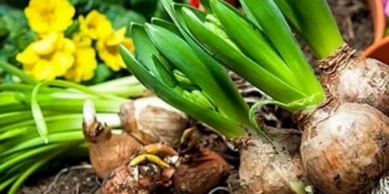 İşte 2026 yılı doğal çiçek soğanlarının ihracat listesi