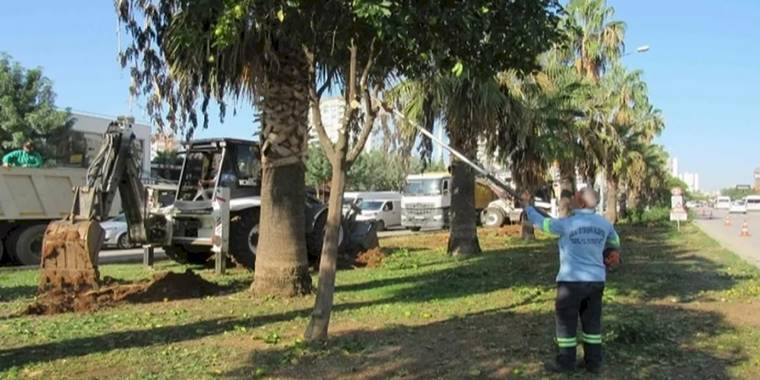 Adana Büyükşehir'den ağaç nakli