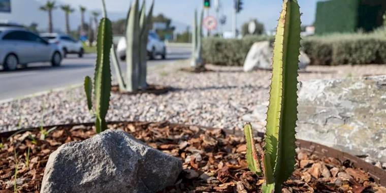 İzmir’in çehresi su tasarruflu bitkilerle güzelleşiyor