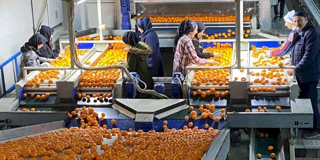 Mandalina ihracatı tarih yazıyor... 2023'ün rekorunu 2025'in 11 ayında kırdı