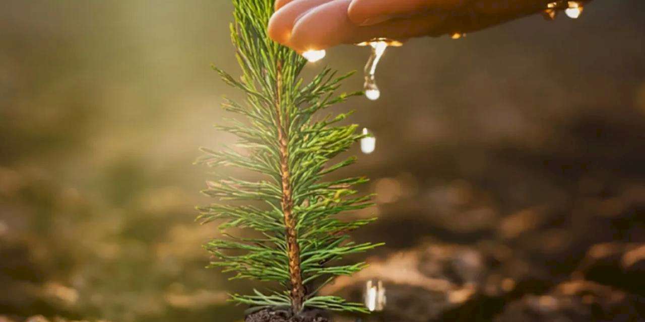 İzocam, 60. Yıl Hatıra Ormanı'nı oluşturuyor