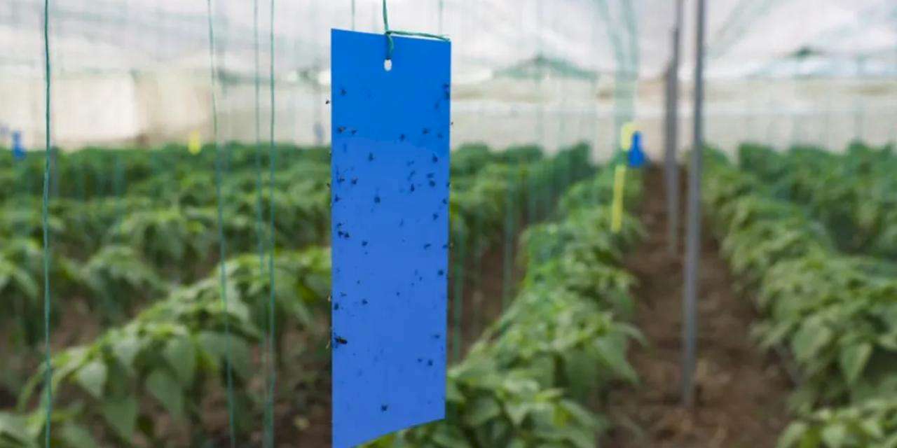 Mersin'de üreticilere sera ipi ve yapışkanlı tuzak desteği