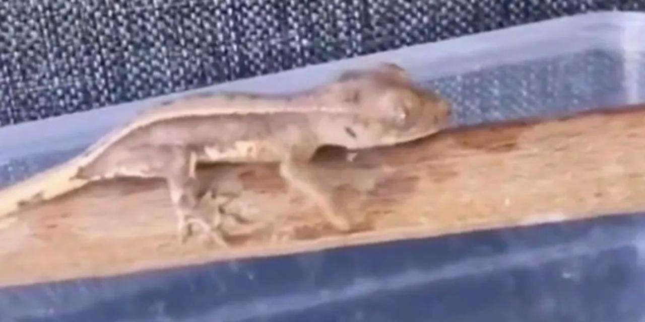 Burdur'da yasaklı yaban hayvanları ele geçirildi