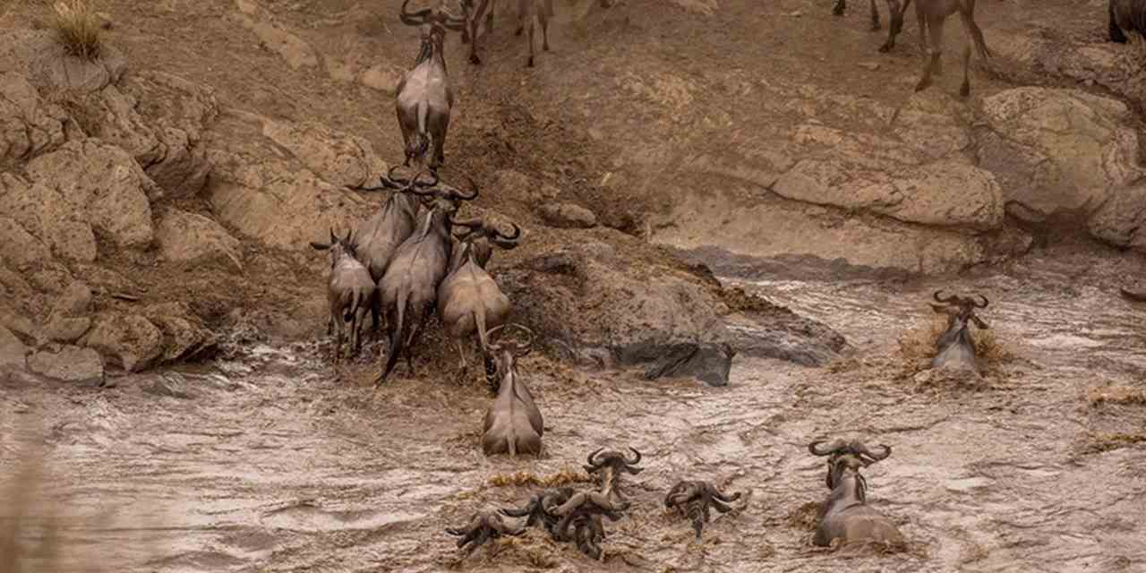 The Call of the Wild: Reimagining the African Safari