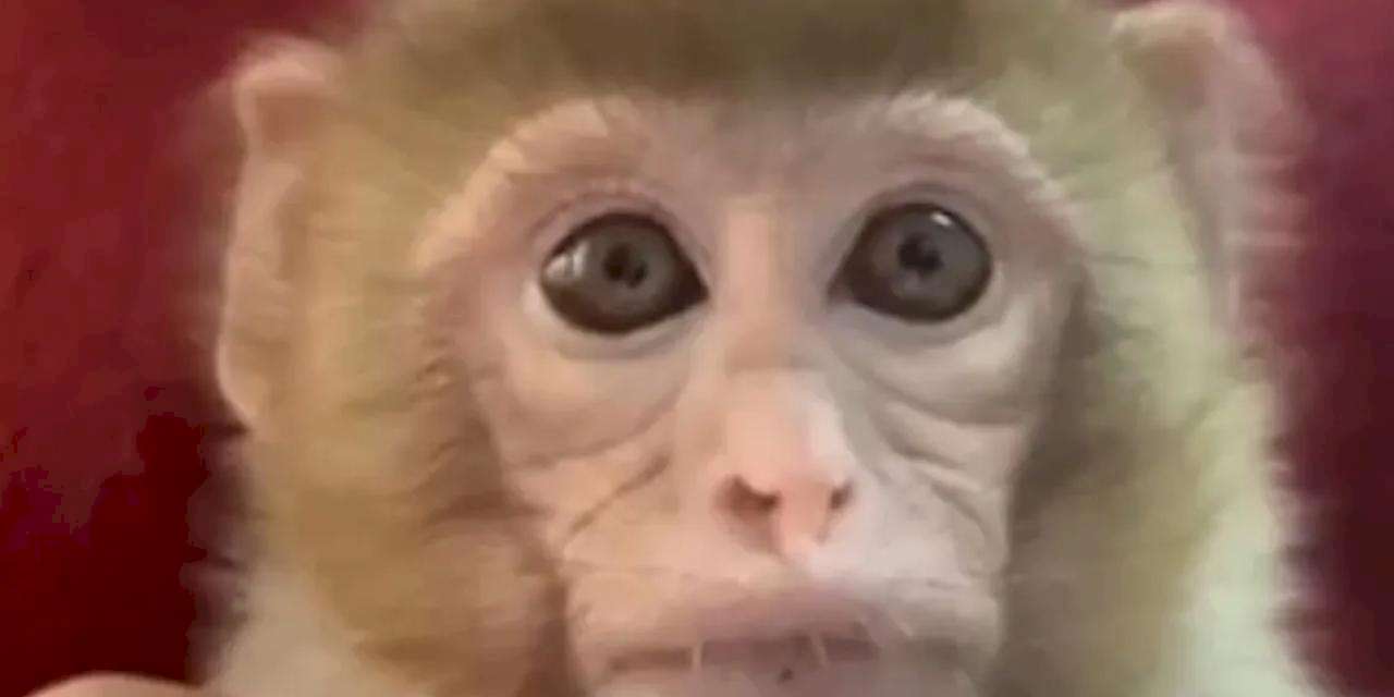 Elazığ'da yavru makak maymunu korumaya alındı