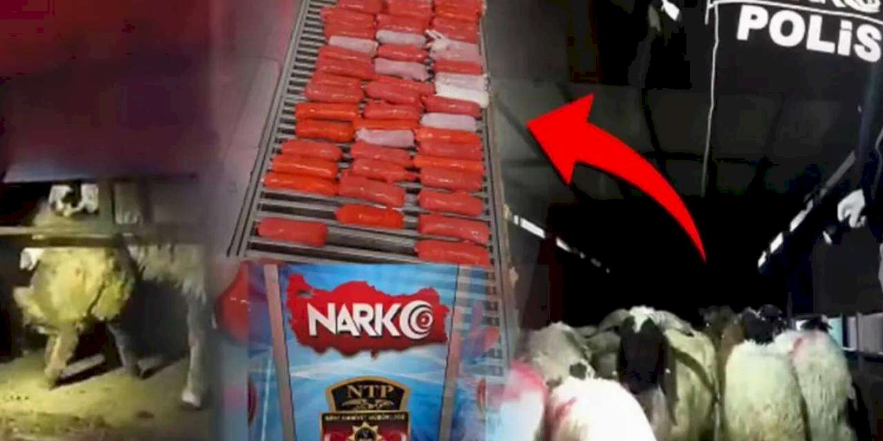 Bunu da yaptılar! Küçükbaş hayvanların karın boşluklarına zulaladılar!