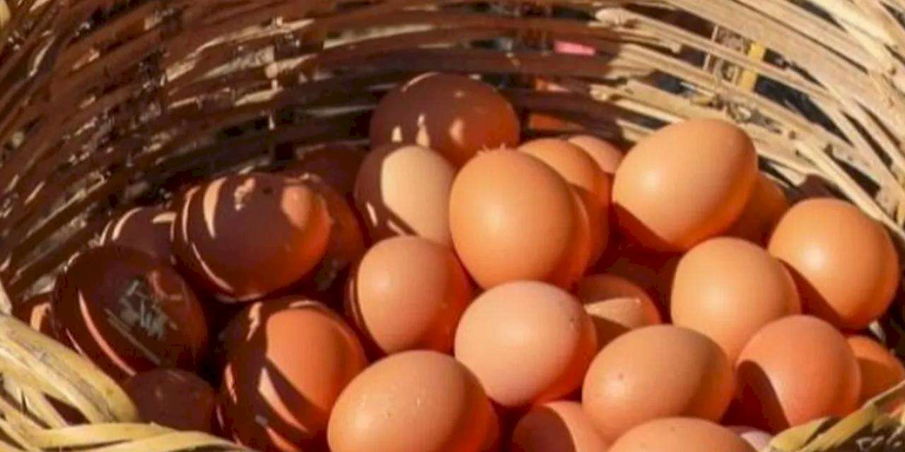 Ordu’da yumurta sektörü yeniden büyüyor