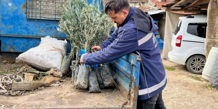 Eskişehir Büyükşehir’den üreticiye zeytin fidanı desteği