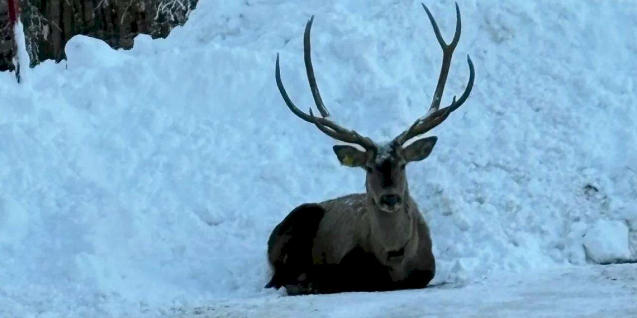 Karla kaplı Kuzuyayla’da kızıl geyik görüntülendi