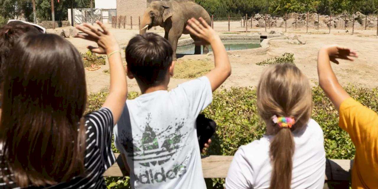 İzmir Doğal Yaşam Parkı’nın fillerine hayat kurtaran ayak bakımı