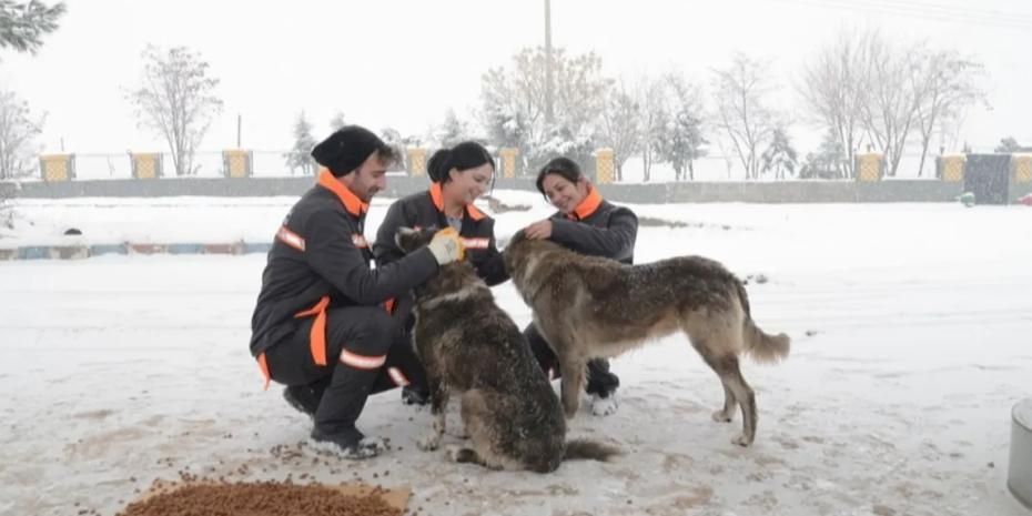 Diyarbakır'da sokak hayvanlarına 50 noktada mama desteği