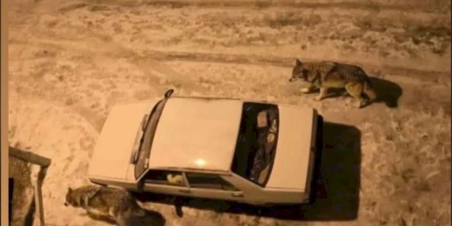 Yoğun kar sonrası kurtlar şehir merkezine indi