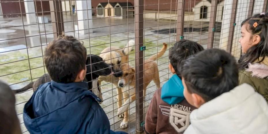 İzmir Büyükşehir’den sokak hayvanlarına kapsamlı destek