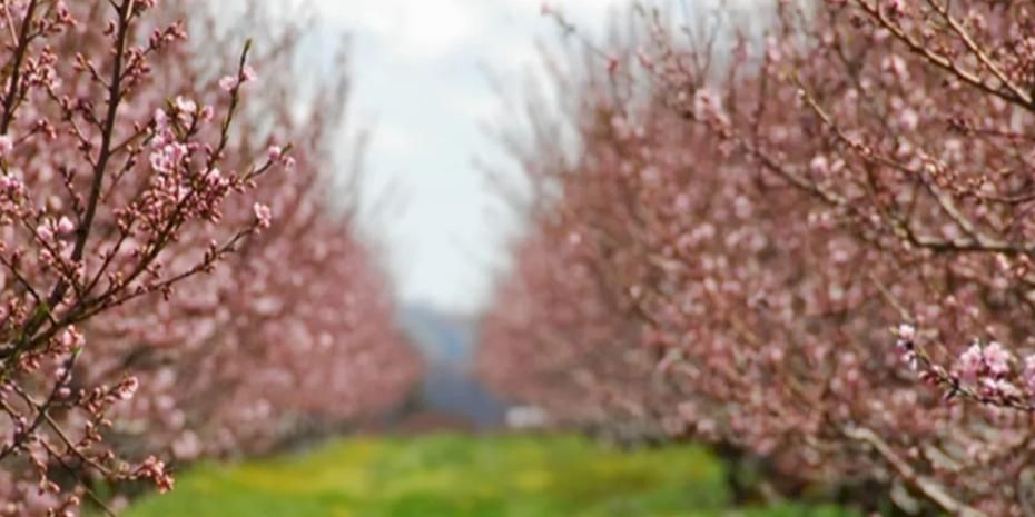 Bakan Yumaklı: Meyve ve sebzelerde don riskine karşı kapsamı genişletiyoruz