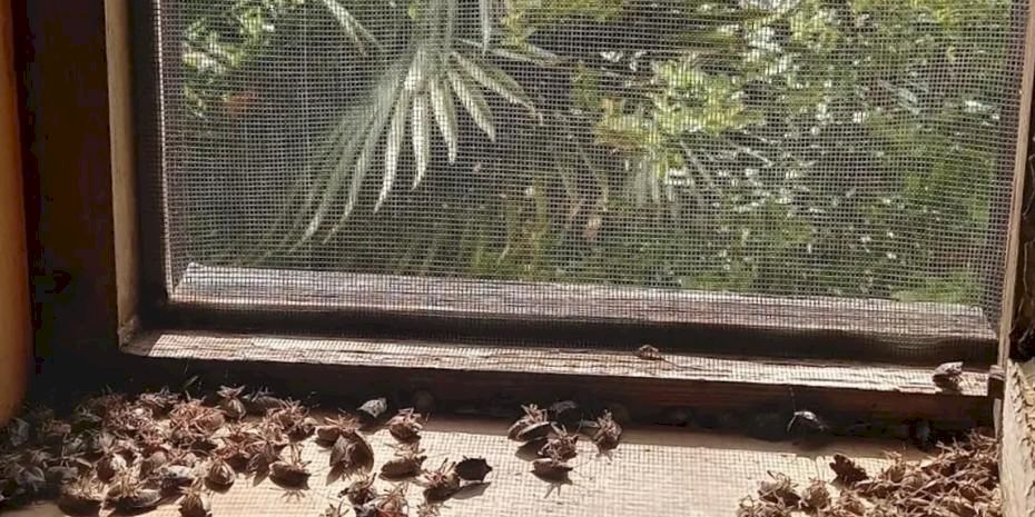 Sakaryalı akademisyenin feromonu esarete 'ilaç' oldu