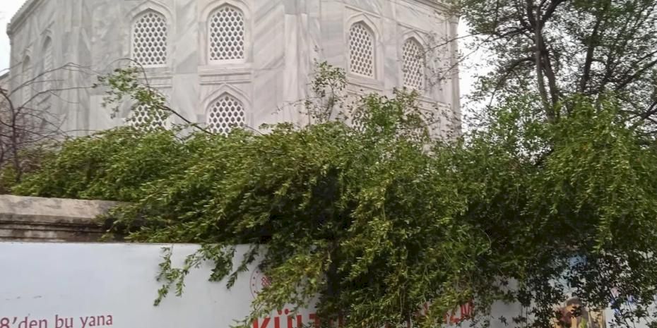 Ayasofya Camii'nde minare alem düştü! Bahçedeki ağaç kontrol altında