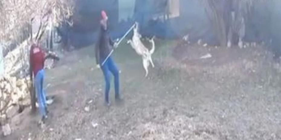 Elmalı’da köpek götürülme görüntüleri tepki çekti