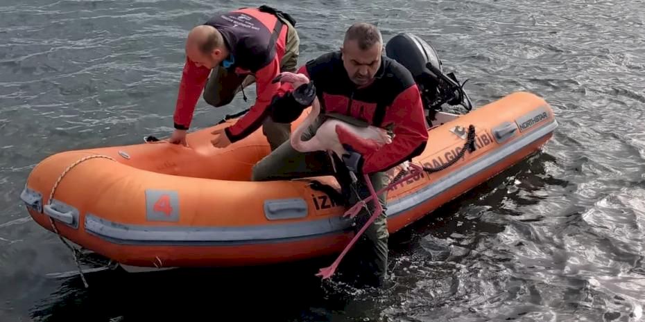 İzmir İtfaiyesi ayağına misina dolanan flamingoyu kurtardı