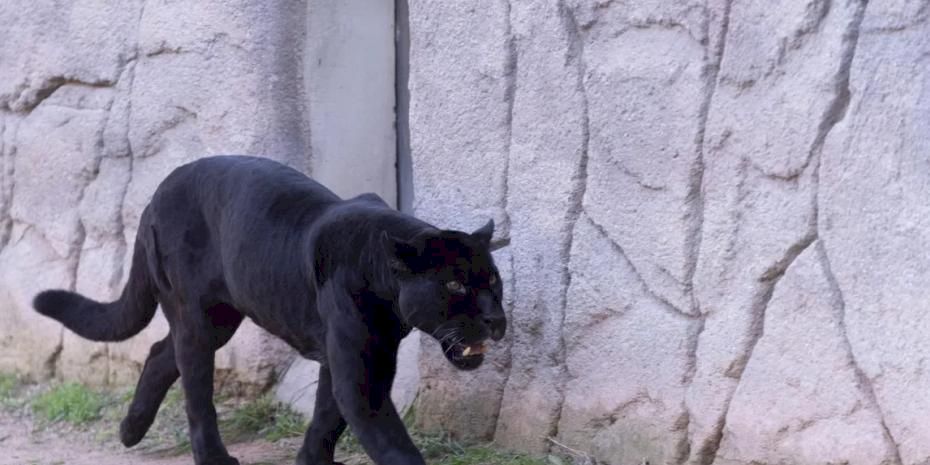 İzmir'de Doğal Yaşam Parkı'nın jaguarı Juliet yaşamını yitirdi!