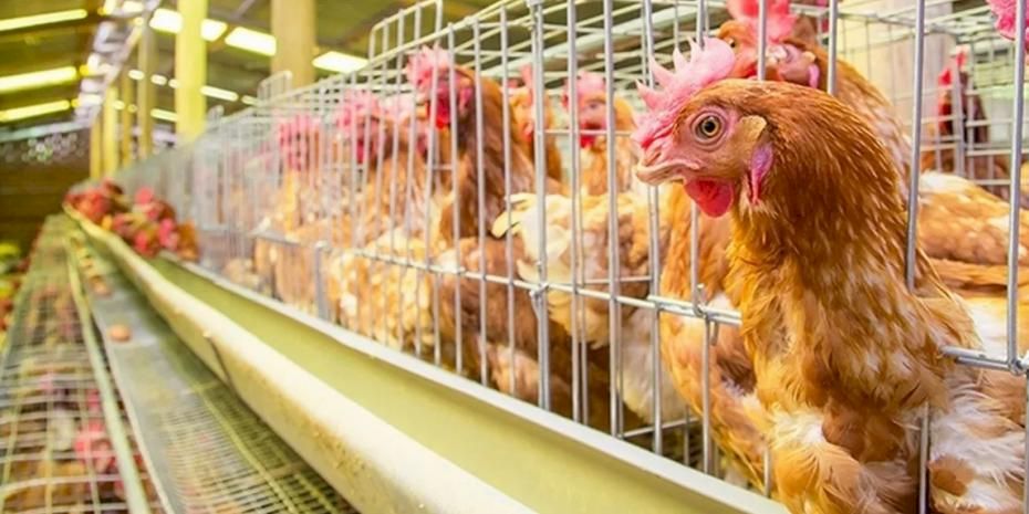 Yumurtacı tavukların kafes standardında değişiklik