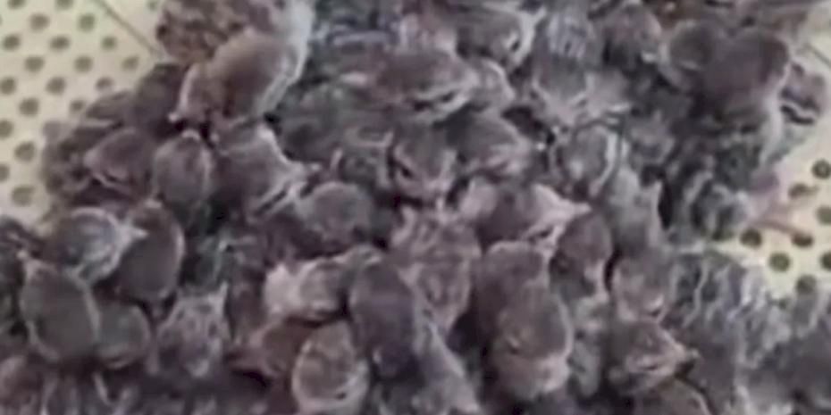 Yılın ilk keklik yavruları yumurtadan çıktı