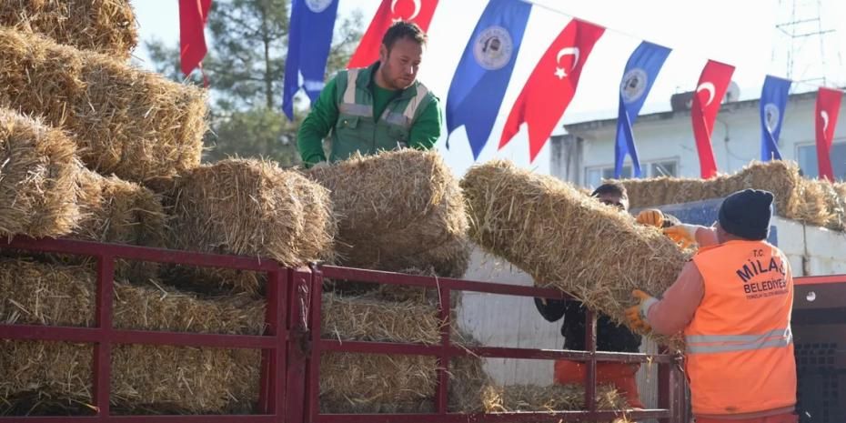 Milas’ta üreticilere yem ve saman desteğine devam