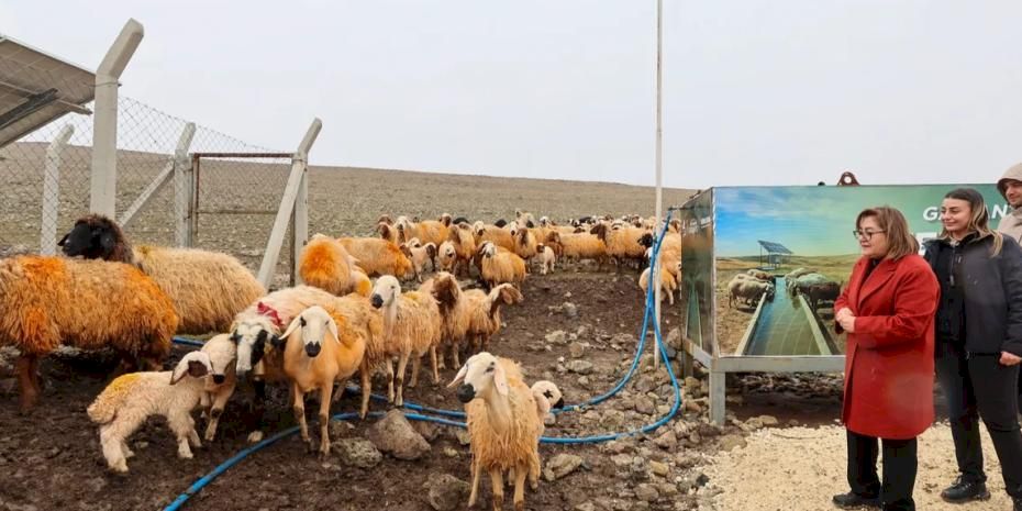 Gaziantep'de meralardaki hayvanlar temiz suya kavuşuyor