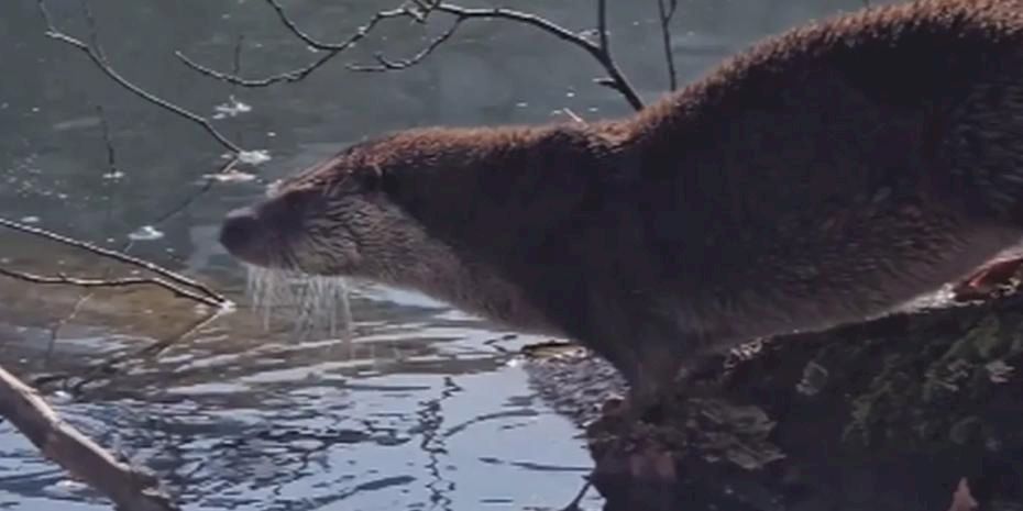 Yedigöller’de nesli tehlike altında olan su samuru görüntülendi