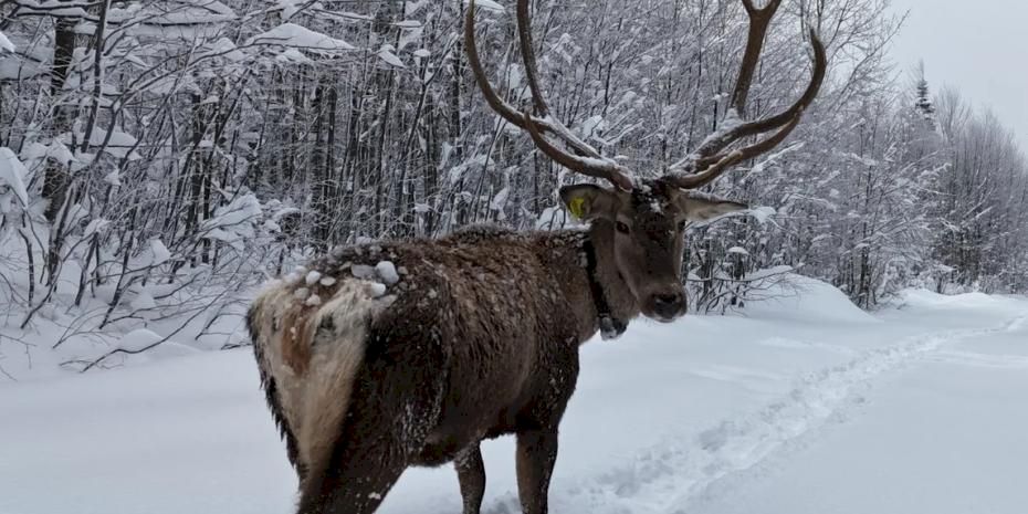 Ormanya’da yetiştirilen kızıl geyikler Kuzuyayla’nın müdavimi oldu