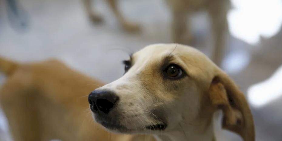 Antalya’da petshoplara sertifikalı eğitim semineri