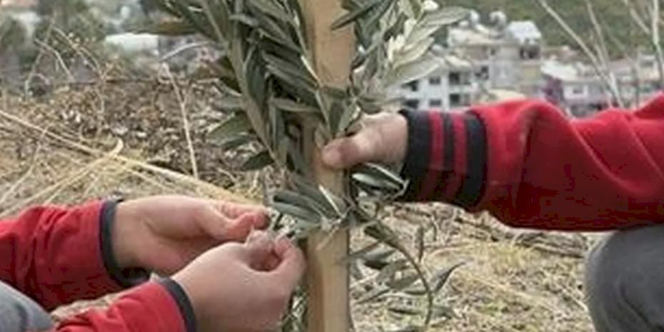 Geleceğe yeşil miras... Okul bahçeleri zeytin bahçelerine dönüşüyor