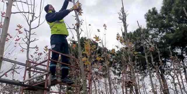 On binlerce bitki Kocaeli fidanlığında yetişiyor