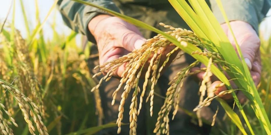 TMO çeltik alım fiyatlarını açıkladı