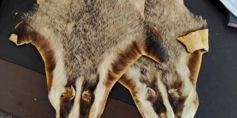 Kilis’te Suriye’den Türkiye’ye getirilen 5 hayvan postu bulundu