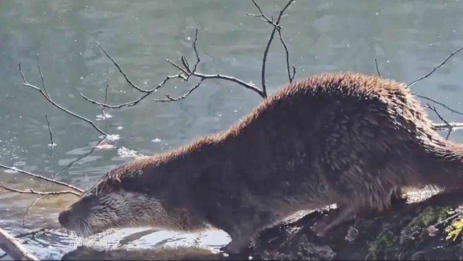 Yedigöller Milli Parkı’nda su samuru görüntülendi
