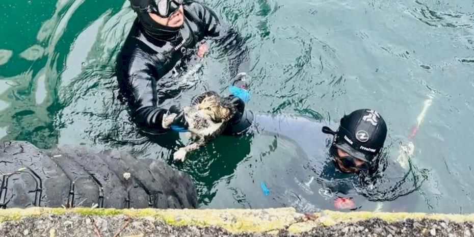 İzmir'de iskele altında sıkışan kediyi itfaiye kurtardı