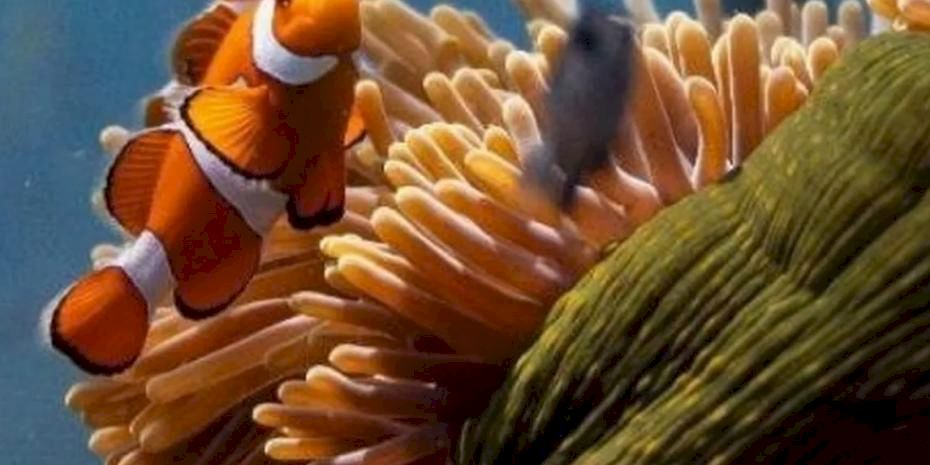 Okyanusların sesi Elhamra Sahnesi’nde