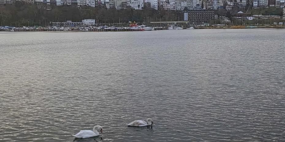 Şile Limanı’nda nadir görüntü... İki kuğu ilgi odağı oldu