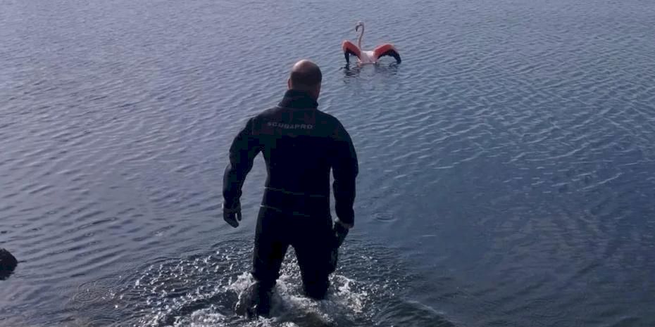 İzmir'de flamingoya dalgıçlardan hayat veren kurtarma
