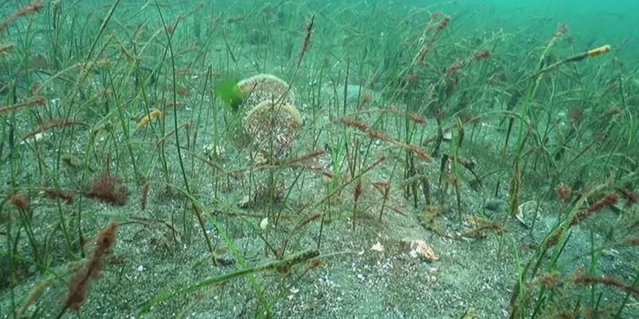 Prof. Dr. Sarı’dan Belediye Başkanlarına çağrı: Marmara için denize inin!
