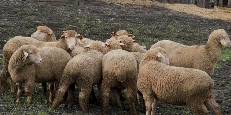 Balıkesir çiftçisine yüzde 100 hibeli damızlık desteği