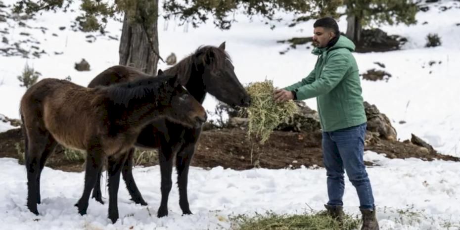 Mersin’de yılkı atlarına kış desteği