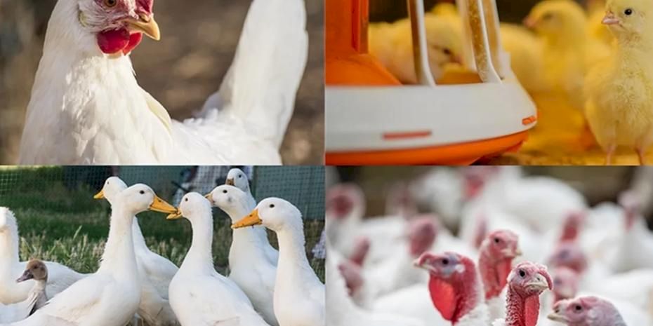 Kanatlı işletmelerinde biyogüvenlik kuralları güncellendi