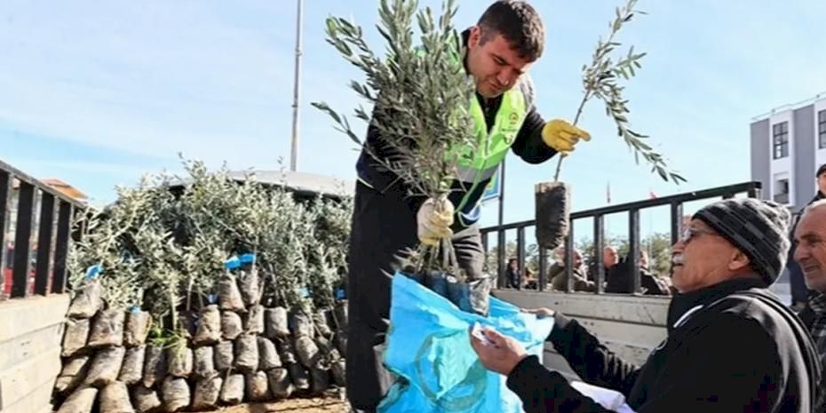 Denizli'de üreticiye zeytin fidanı desteği
